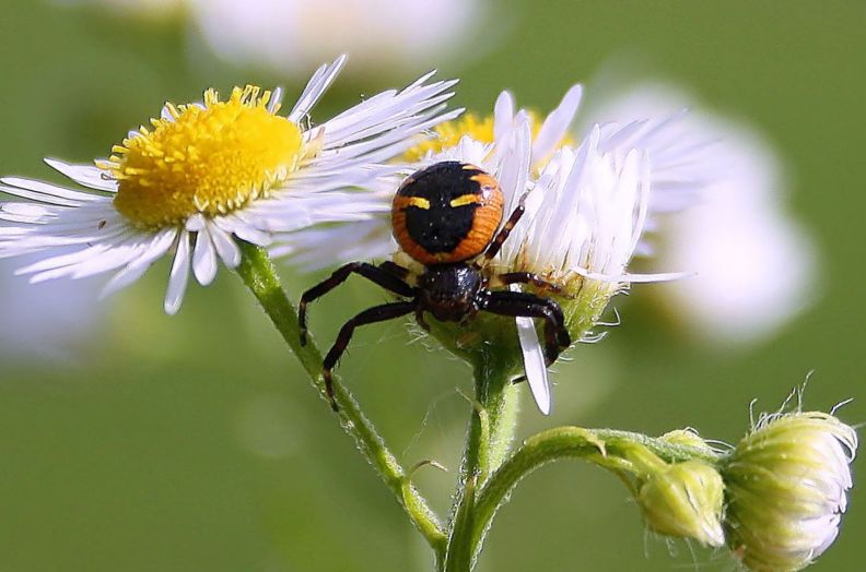 Synaema globosum